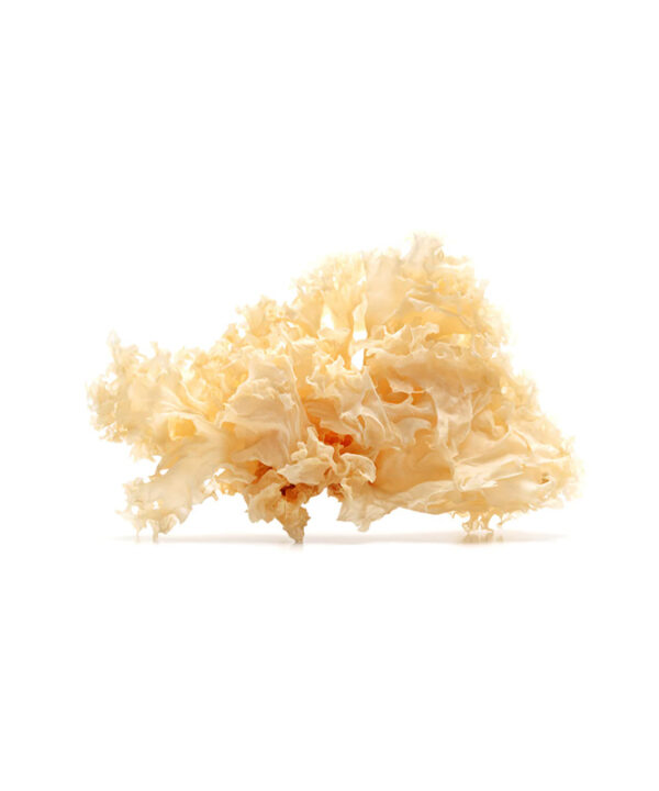 Dried White Fungus